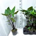 Alocasia 'Black Zebrina'