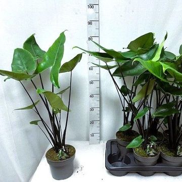 Alocasia 'Black Zebrina'