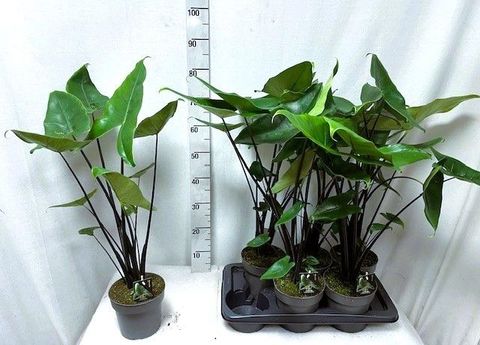 Alocasia 'Black Zebrina'