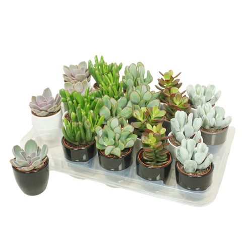 Succulents MIX