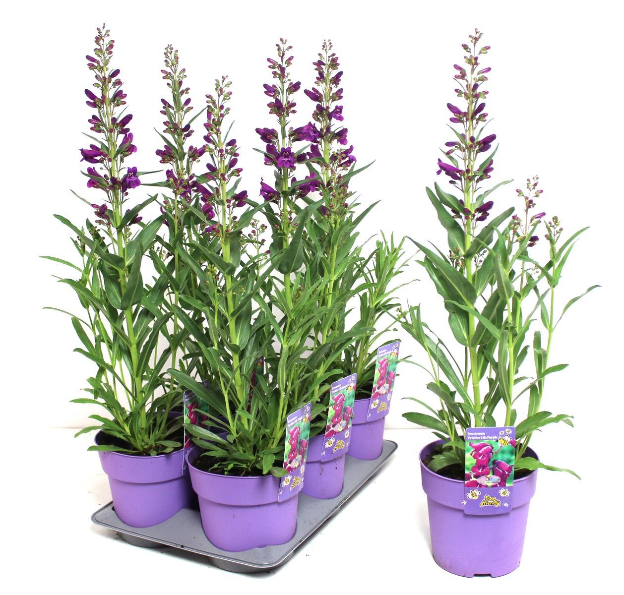 Penstemon barbatus Pristine Lilac Purple (Р15 cm В10 cm) – Рослини 