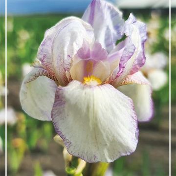 Iris 'Doll Ribbons'