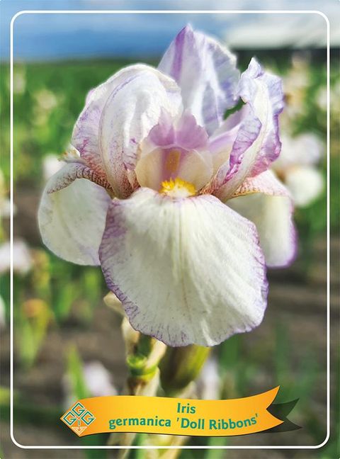 Iris 'Doll Ribbons'