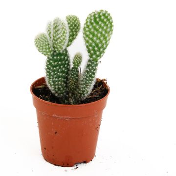 Opuntia microdasys 'Albispina'