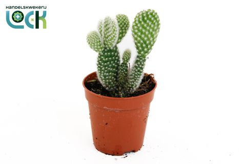 Opuntia microdasys 'Albispina'