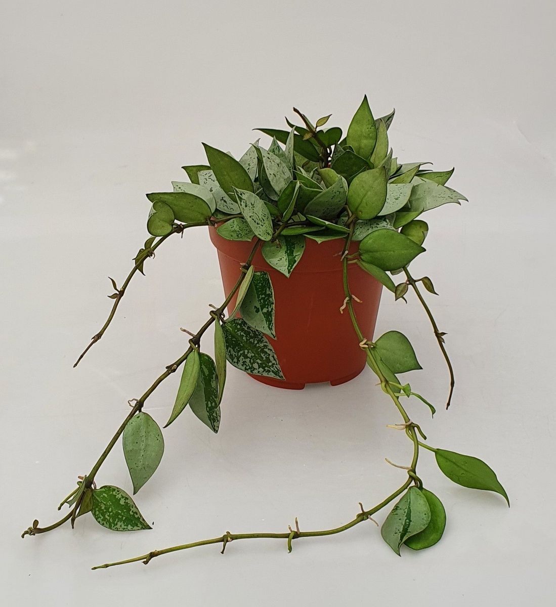 POWERS TO FLOWERS – Hoya Krohniana Eskimo Splash Super Silver In Vaso 9cm – Pianta Vera Con Omaggio Incluso