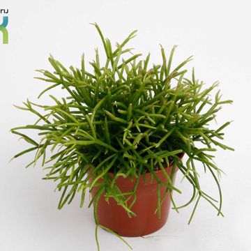 Rhipsalis baccifera 'Oasis'