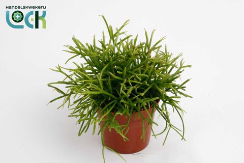 Rhipsalis baccifera 'Oasis'