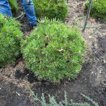 Pinus densiflora 'Low Glow'