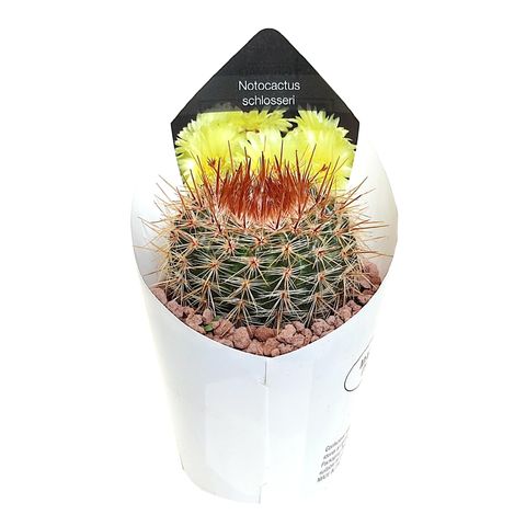 Notocactus schlosseri