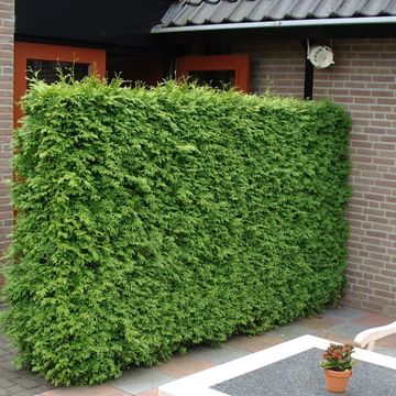 Thuja occidentalis 'Brabant'