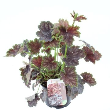 Heuchera americana 'Марвелос Марбл'