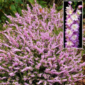 Calluna vulgaris 'Radnor'