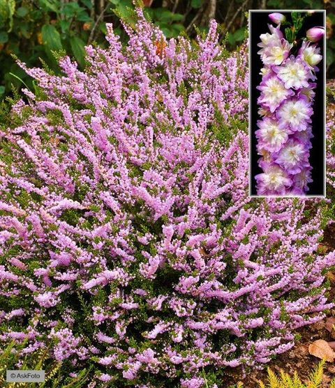 Calluna vulgaris 'Radnor'