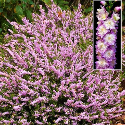 Calluna vulgaris 'Radnor'