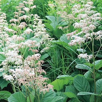 Rodgersia aesculifolia