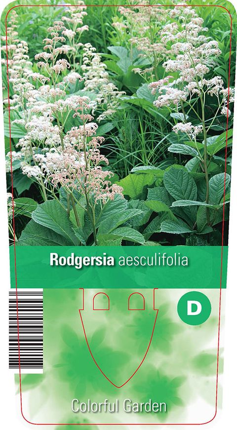 Rodgersia aesculifolia