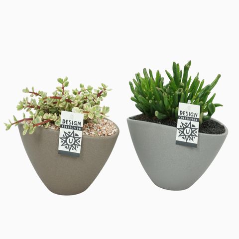 Arranjo Succulents