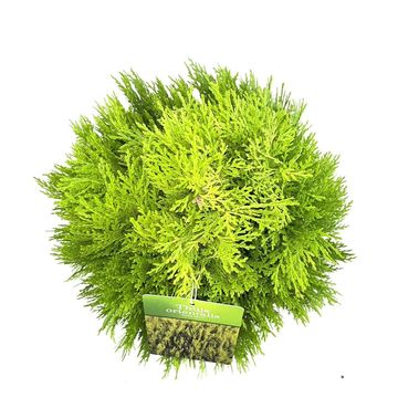 Platycladus orientalis 'Aurea Nana'