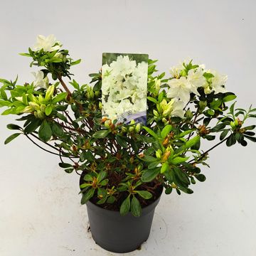 Rhododendron 'Pleasant White' (AJ)