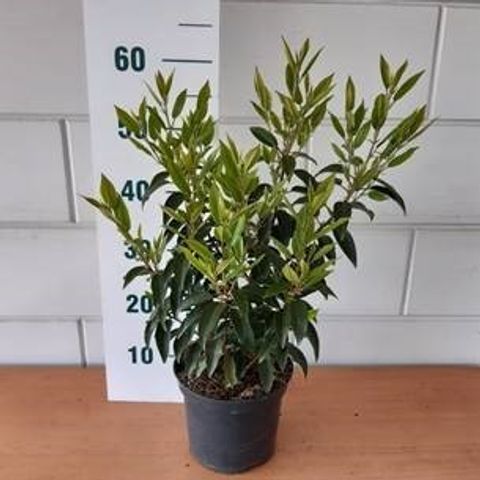 Prunus lusitanica 'Angustifolia'