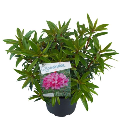 Rhododendron 'Graziella'