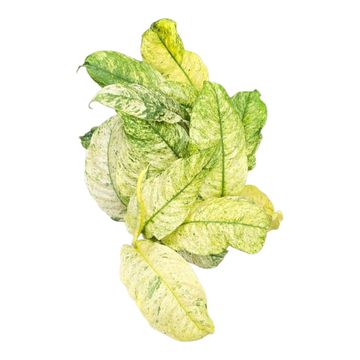 Rhaphidophora puberula 'Variegata'