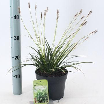Carex morrowii 'Variegata'