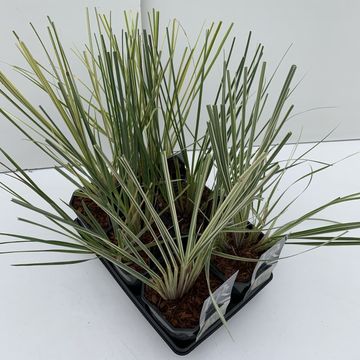 Cortaderia selloana MIX