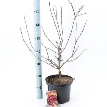 Acer palmatum 'Shaina'