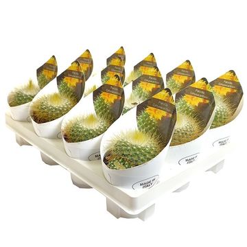 Parodia chrysacanthion