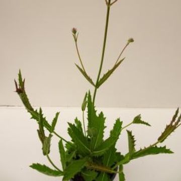 Verbena rigida