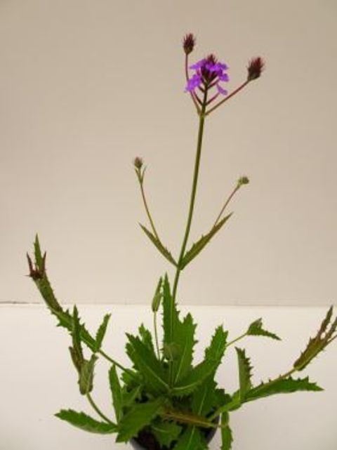 Verbena rigida