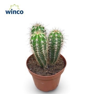 Pachycereus pringlei
