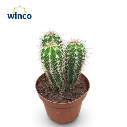 Pachycereus pringlei
