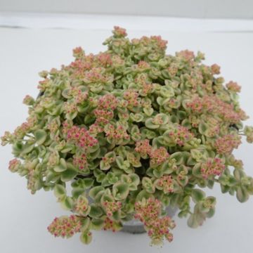 Sedum 'Little Missy'