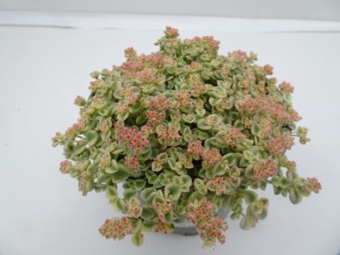 Sedum 'Little Missy'