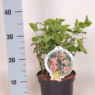 Hypericum MIRACLE BLOSSOM