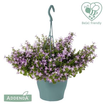 Campanula poscharskyana ADANSA PINK