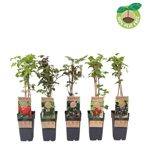 Plantes fruitières MIX