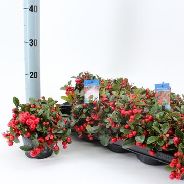 Gaultheria procumbens 'Red Diamond'