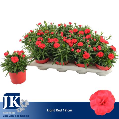 Dianthus OSCAR RED