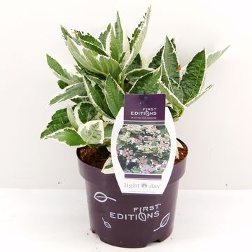 Hydrangea macrophylla LIGHT-O-DAY