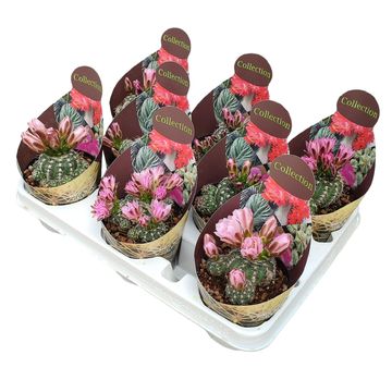 Gymnocalycium bruchii