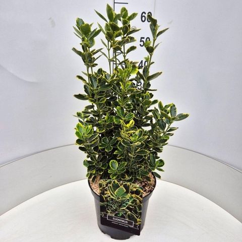 Euonymus japonicus 'Ovatus Aureus'