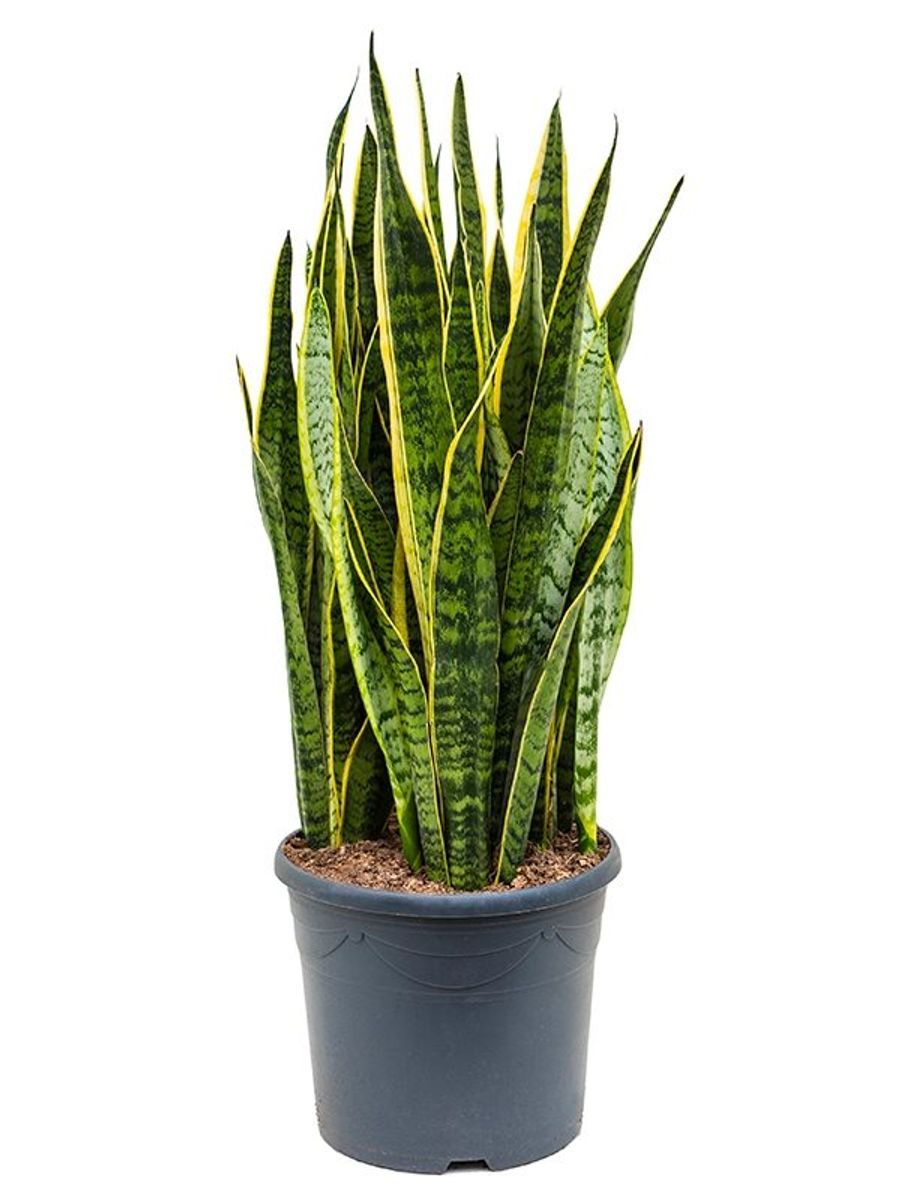 Sansevieria trifasciata 'Laurentii' — Plant Wholesale FlorAccess