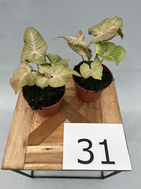 Syngonium 'Pink Splash'