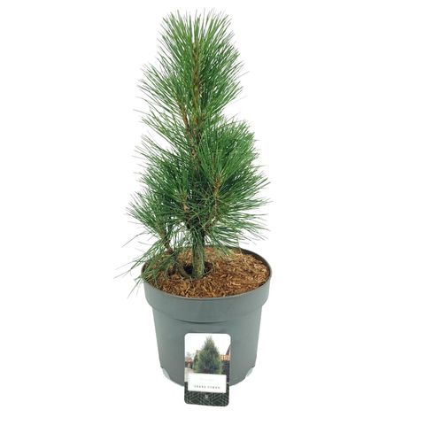 Pinus nigra 'Грин Тауэр'
