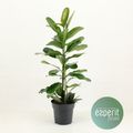 Ficus microcarpa SMILE