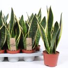 Sansevieria BLACK SUPERBA